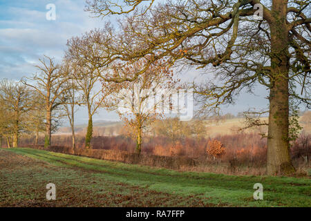 Winter sunlight over farmland in the Oxfordshire countryside. England Stock Photo