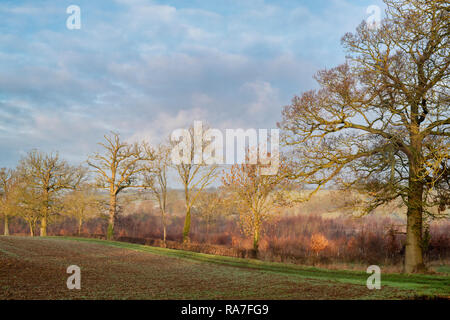Winter sunlight over farmland in the Oxfordshire countryside. England Stock Photo