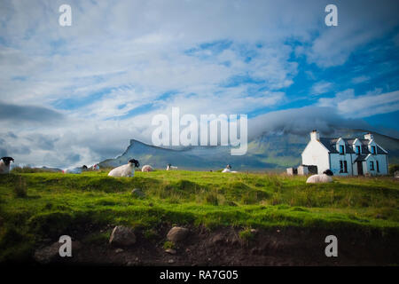 Sheep grazing on a Scottish farm in spring. Stock Photo