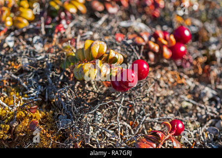 Bearberries in the fall in the arctic near Itilleq, Greenland