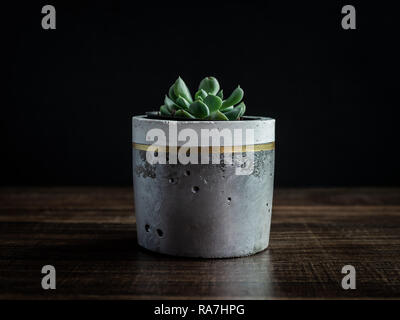 Modern painted white and gold color concrete planter on wooden table isolated on black background. Stock Photo