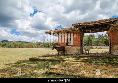 Small Sardinian horses shelter from the sun under an old structure in a Mediterranean rural landscape Stock Photo