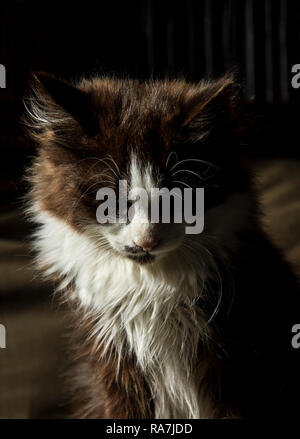 Tender black-haired long-haired kitten looks sad at the floor Stock Photo