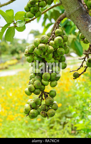 Ryg, ryg, ryg del forklædt En smule thai fig tree Stock Photo - Alamy