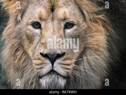 Male Lion Portrait - close up face, eye contact