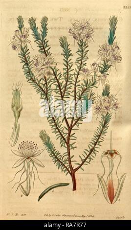 Botanical print by Sir William Jackson Hooker, FRS, 1785 – 1865, English botanical illustrator. Reimagined Stock Photo