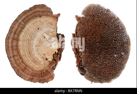Top and bottom views of colonies of common European forest tree mushroom fungi. Isolated on white studio macro  set Stock Photo