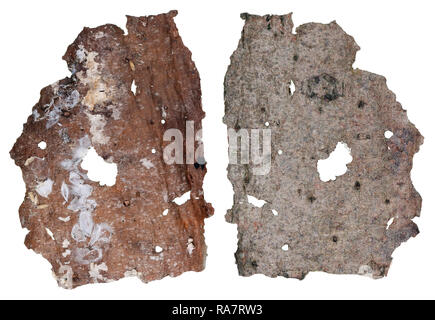 The top and bottom view of a fragment of alder tree rotten  bark with a colony of insects. Isolated on white macro studio set Stock Photo