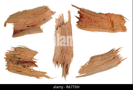 Five small pieces of rotten broken yellow maple wood. Isolated on white macro set Stock Photo