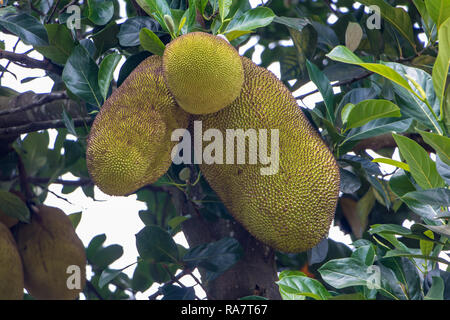 Close-up of several jackfruits (Artocarpus heterophyllus), also known as jack tree, fenne, jakfruit, jack or jak, hanging on a tree. Stock Photo