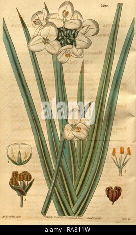 Botanical print or English natural history illustration by Joseph Swan 1796-1872, British Engraver. Reimagined Stock Photo