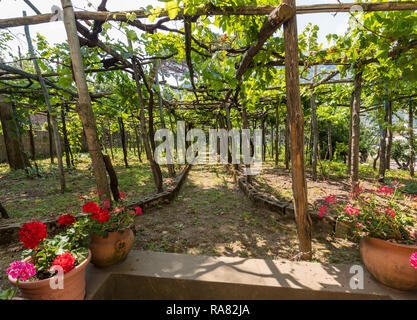 Pergola covered with vines, providing shade on hot days in Ravello, Amalfi Coast. Italy Stock Photo