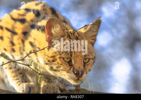 Front view of Serval, Leptailurus serval, on a tree in natural habitat with blurred background. The Serval is a spotted wild cat native to Africa.