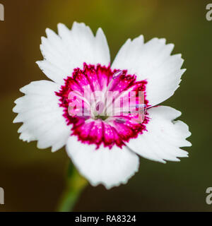 A macro shot of a white and pink dianthus bloom. Stock Photo