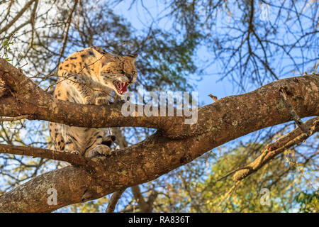 An aggressive Serval, scientific name Leptailurus serval, with its mouth wide open on a tree in nature. The Serval is a spotted wild cat native to Africa.