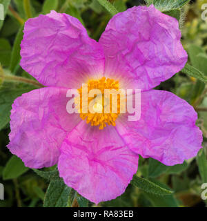 A macro shot of a pink cistus bush bloom. Stock Photo