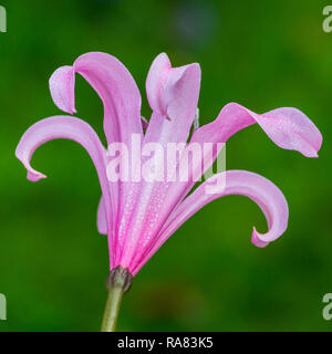 A macro shot of the reverse of a pink nerine bowdenii bloom. Stock Photo