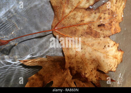 Dry autumn leaf on water Stock Photo