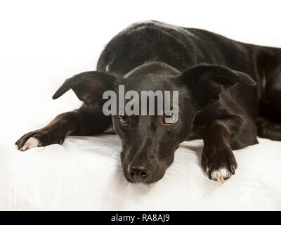 Spanish Podenco dog, portrait in studio on a white background Stock Photo