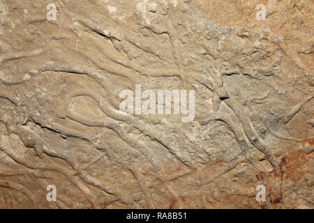 Nereites Trace Fossil Burrows Stock Photo