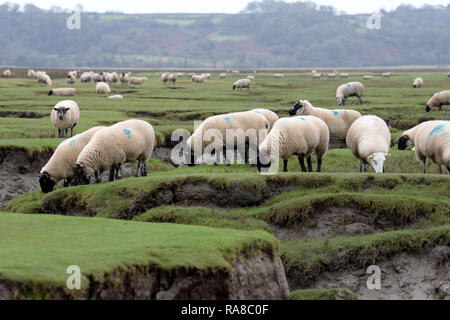 A flock of Welsh salt marsh lambs feeding between the tides on marshland estuary North Gower Stock Photo