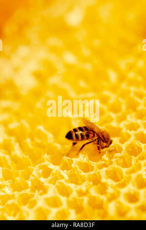 Bee in the honeycomb Stock Photo