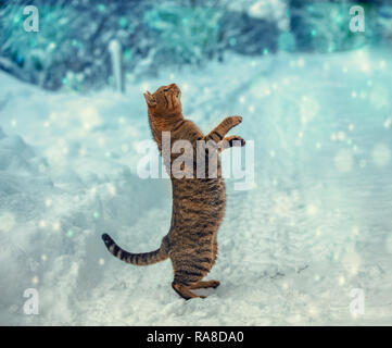 The cat stands on its hind legs in the snow and looks at the falling snowflakes Stock Photo