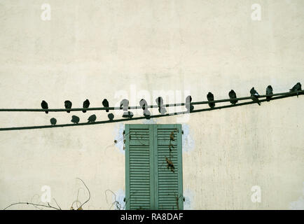Pigeons lined up on electricity cable in front of a house Stock Photo