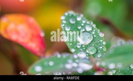 A macro shot of raindrops resting on a green leaf. Stock Photo