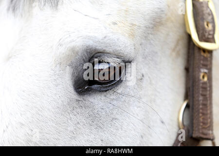 Side view half facial photo of a gray horse left eye reflecting me the photographer Stock Photo