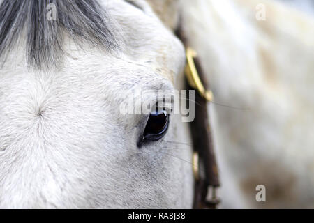 Side view half facial photo of a gray horse left eye reflecting me the photographer Stock Photo