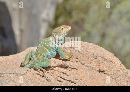 Male Collared Lizard resting on a Rock Stock Photo