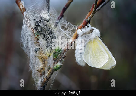 A freshly emerged male White Satin Moth hangs upside down to dry his wings amongst fresh pupae on dwarf willow at Ainsdale local nature reserve on the Stock Photo