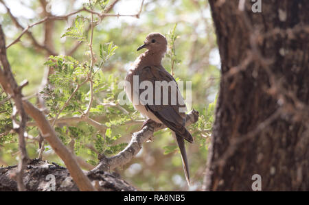 African Mourning Dove (Streptopelia decipiens) Stock Photo