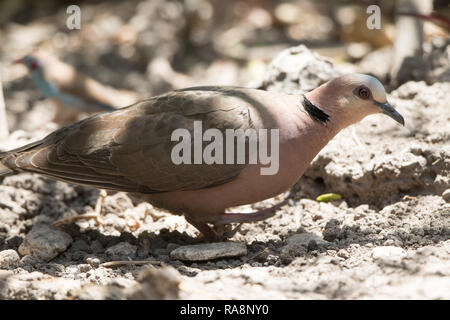 Red-eyed Dove (Streptopelia semitorquata) Stock Photo