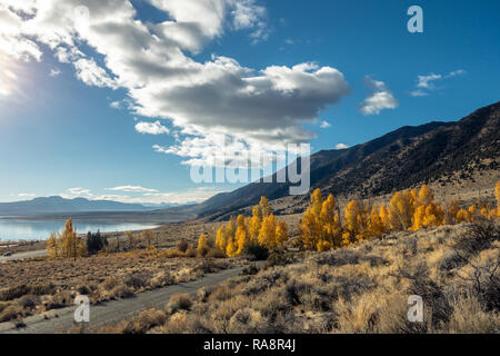 Eastern Sierra Fall Colors, Mono Lake, Lee Vining, California Stock Photo