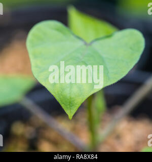 A macro shot of the leaves of a morning glory seedling. Stock Photo