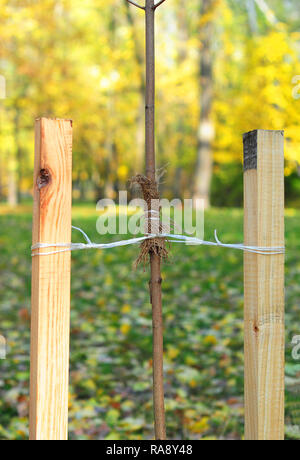 How to Plant a Tree Correctly with Two Stakes. Planting Trees in Autumn. If your tree is still a sapling, use a stake to help it grow for about the fi Stock Photo