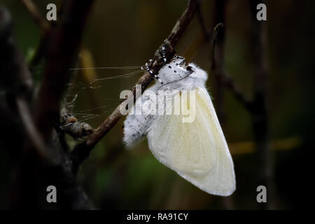 A freshly emerged female White Satin Moth hangs upside down to dry her wings on dwarf willow at Ainsdale local nature reserve on the Sefton coast. Stock Photo