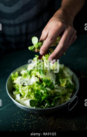 closeup of a young caucasian man about to prepare a salad with a mix of different salad leaves, like romaine lettuce, endive or arugula, in a rustic m Stock Photo