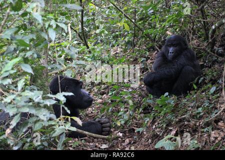 Silverback and female mountain gorillas (Gorilla Beringei Beringei) in Bwindi Impenetrable Forest, Uganda, Africa Stock Photo