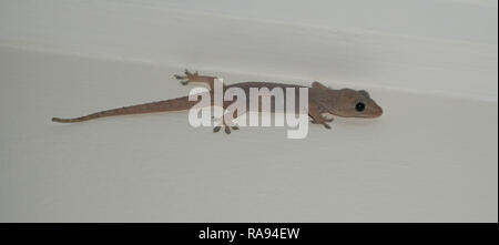 Common house gecko Stock Photo