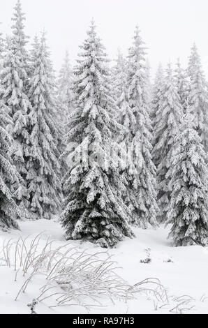 Winter landscape of a pine forest in the mountains. Trees are very tall and covered with fresh snow. Stock Photo