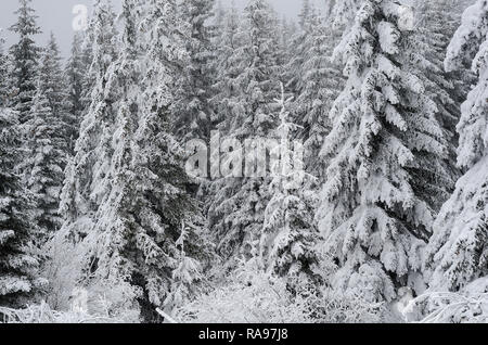 Winter landscape of a pine forest in the mountains. Trees are very tall and covered with fresh snow.