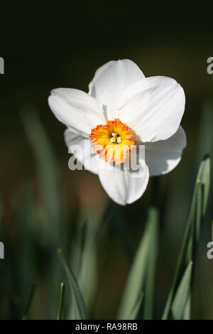 Single daffodil flower with white petals and orange centre, growing in a garden Stock Photo