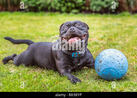 Black Staffordshire Bull Terrier dog lying on grass outside, panting and smiling after playing with his rubber ball that now has puncher marks. He loo Stock Photo