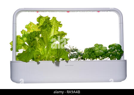 Smartgarden with lettuce, tomato and basil plants growing under LED lights. Stock Photo