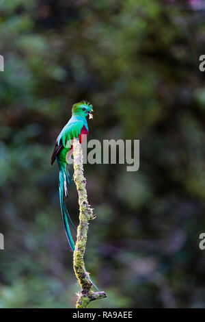 Male Resplendent Quetzal In Costa Rica Stock Photo Alamy