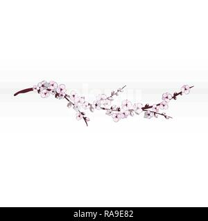 Cherry blossom. Sakura flowers. Floral background. Branch with pink flowers.  Easily editable vector image Stock Vector