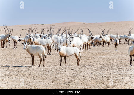 Arabian Oryx seen in the Desert Stock Photo